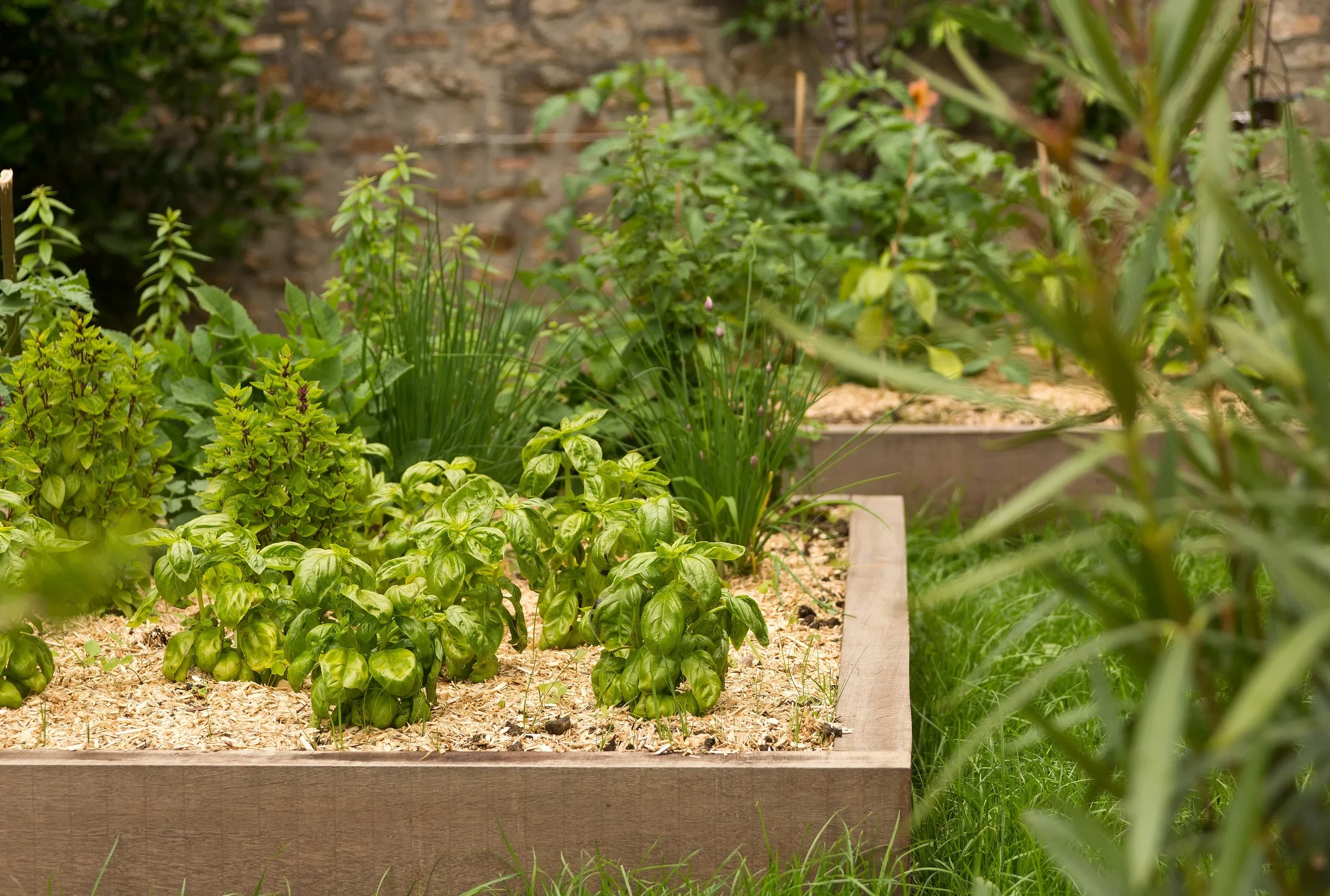 Jardin potager avec herbes vertes luxuriantes, Hôtel Solesmes & Restaurant dans la Sarthe